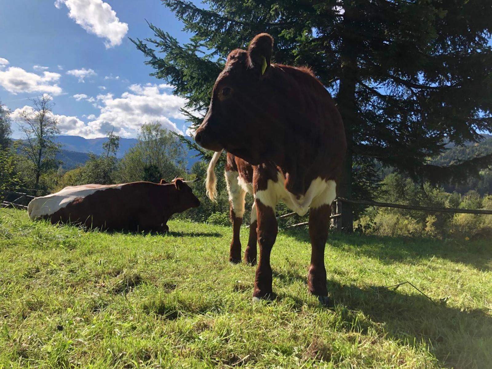 Hotel Glamping Savinja Ljubno Esterno foto